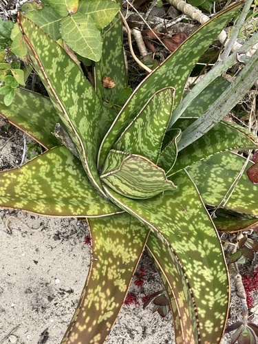 Gasteria