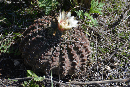 Gymnocalycium