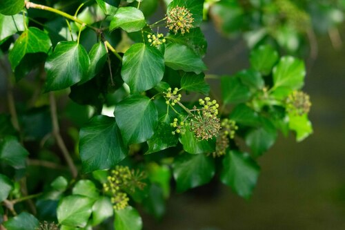 Hedera hibernica