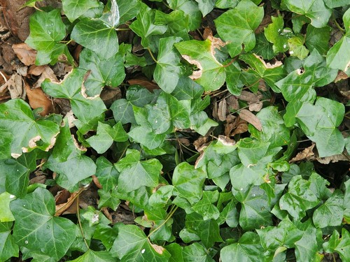 Hedera