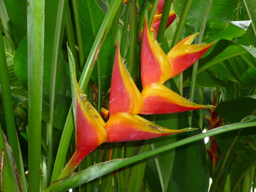 Heliconiaceae