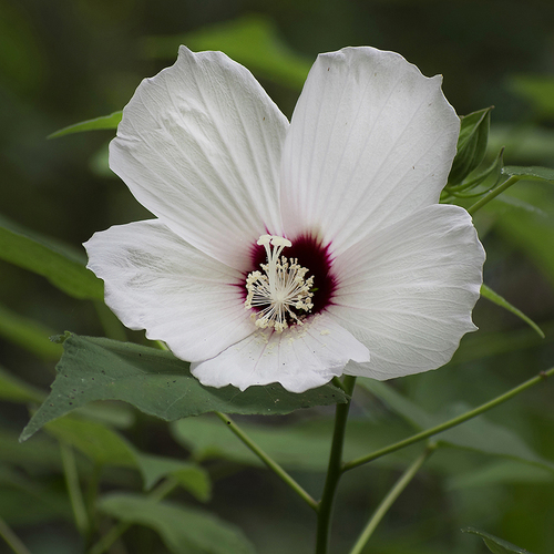 Hibiscus