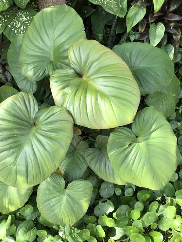 Homalomena