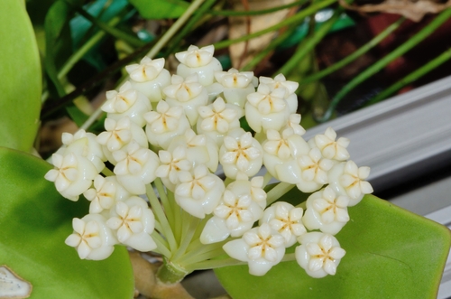 Hoya pachyclada