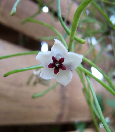 Hoya retusa