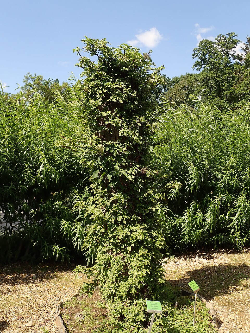 Hydrangea anomala subsp. petiolaris