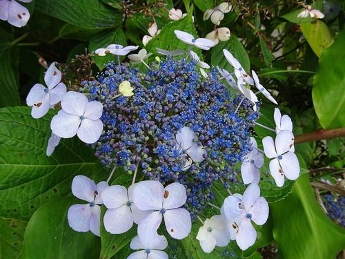 Hydrangea