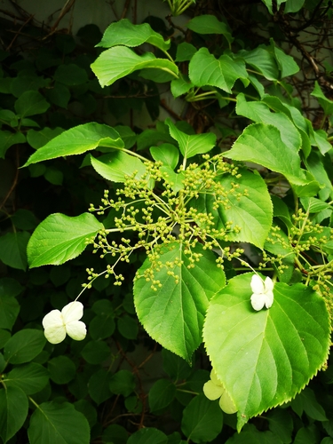 Hydrangea petiolaris