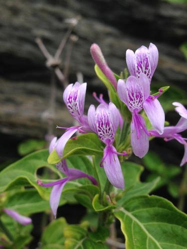 Hypoestes aristata