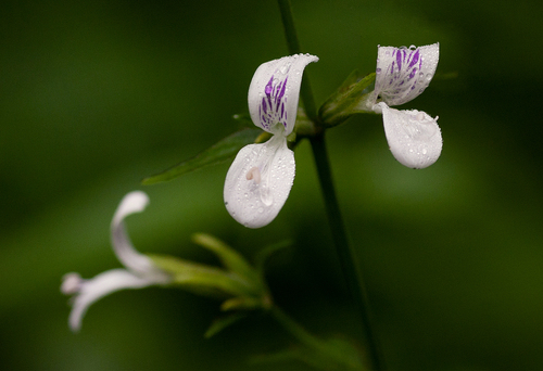Hypoestes