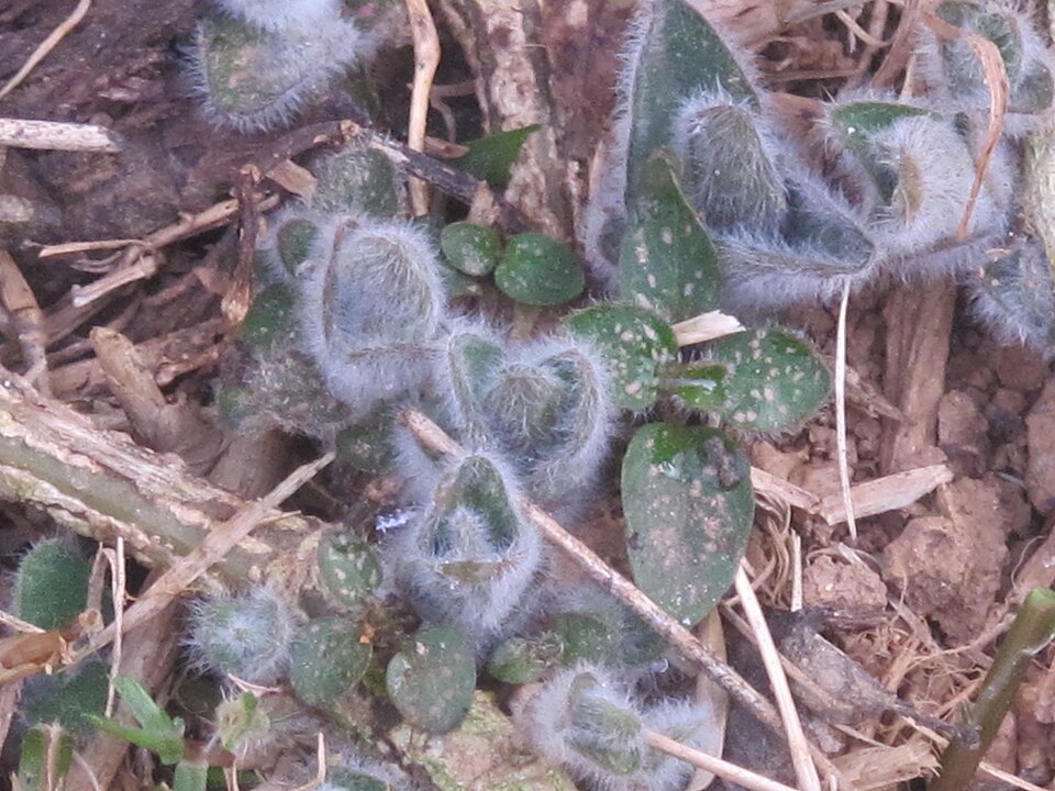 Hypoestes sanguinolenta