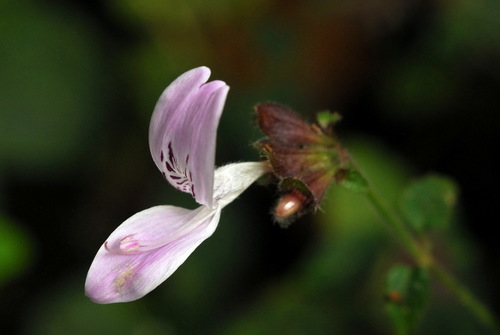 Hypoestes triflora