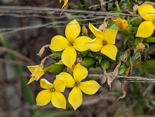Kalanchoe