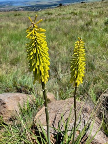 Kniphofia