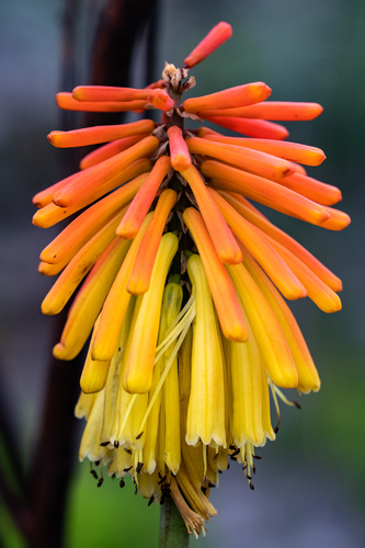 Kniphofia uvaria