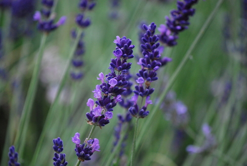 Lavandula angustifolia
