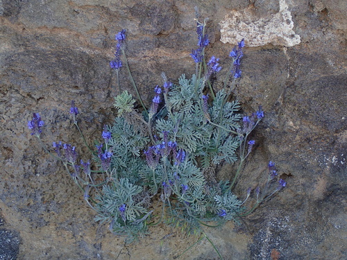 Lavandula