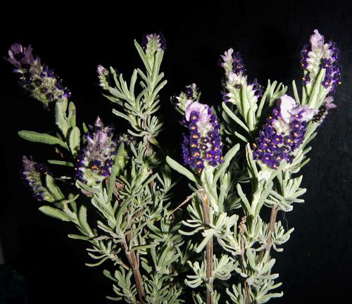 Lavandula stoechas