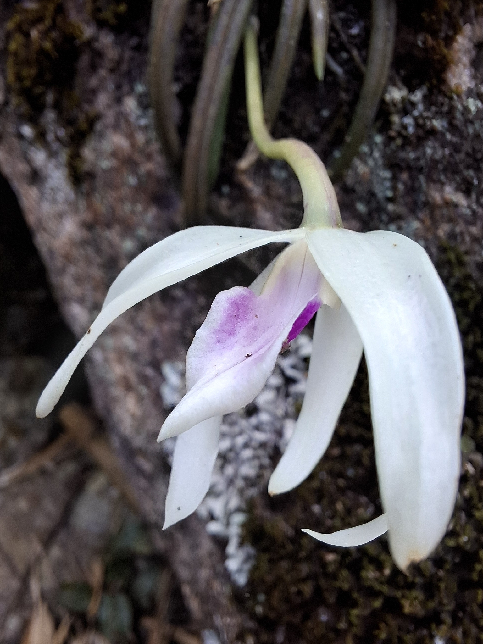 Leptotes bicolor 'Super'