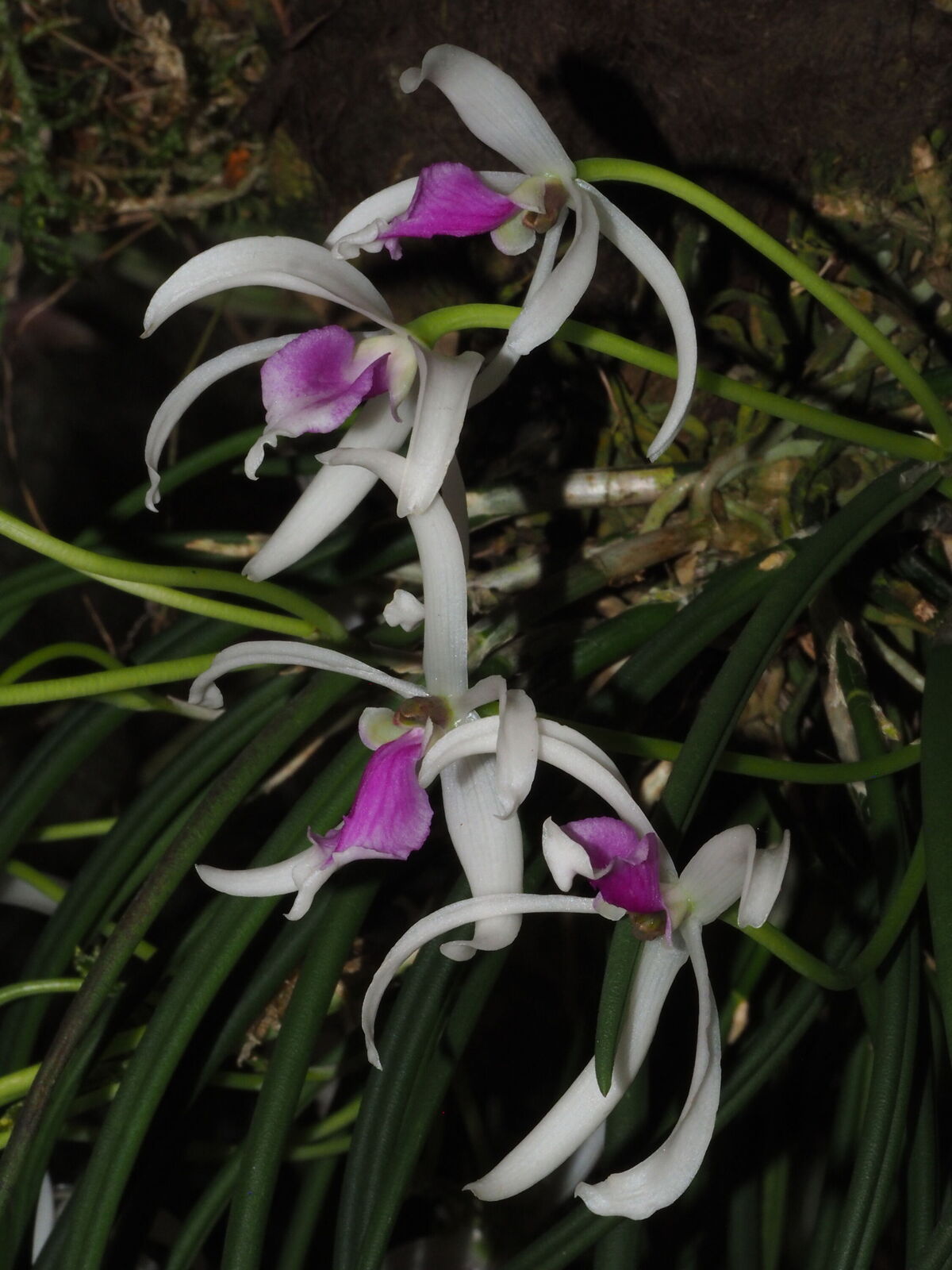 Leptotes bicolor