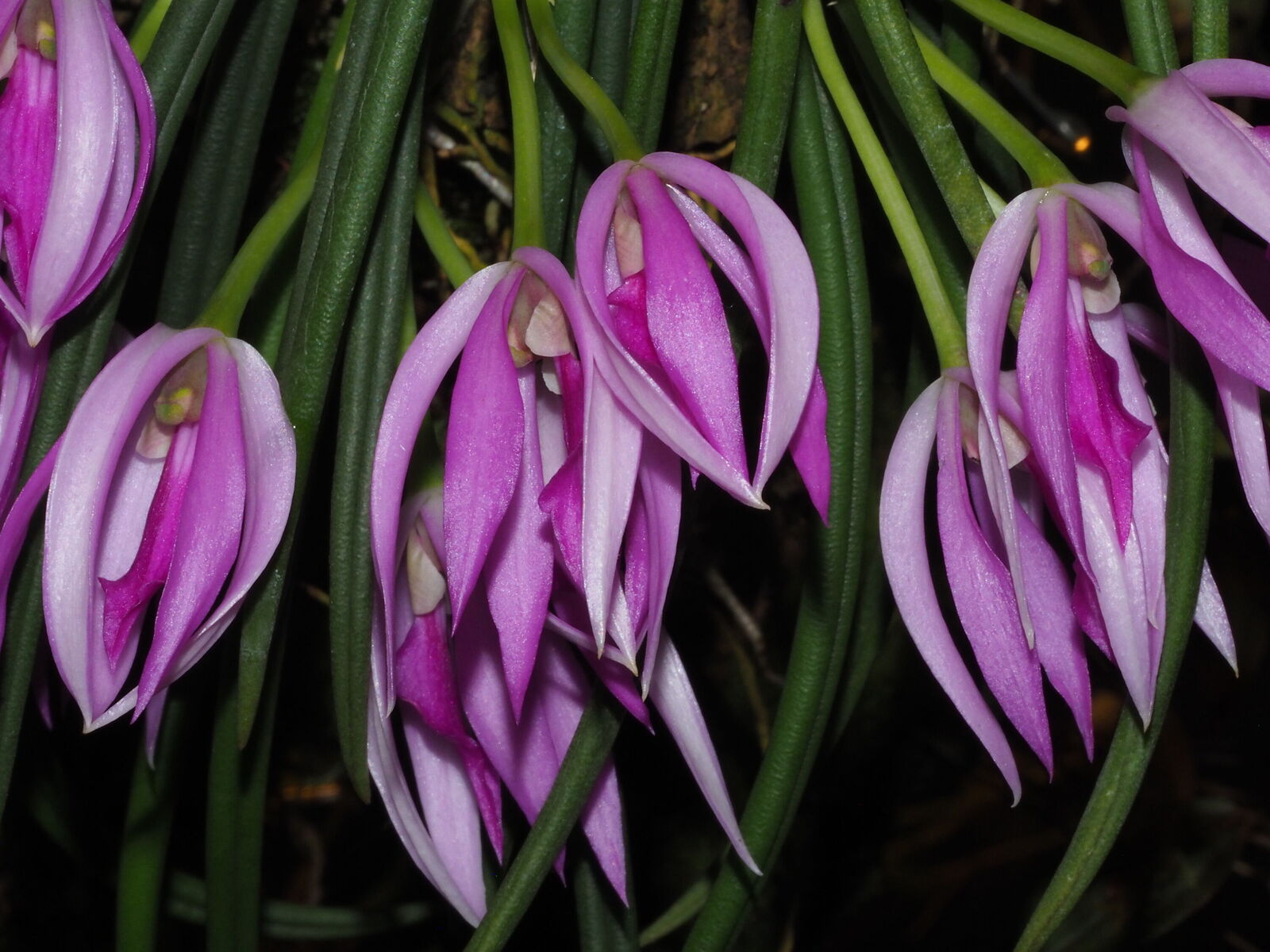 Leptotes