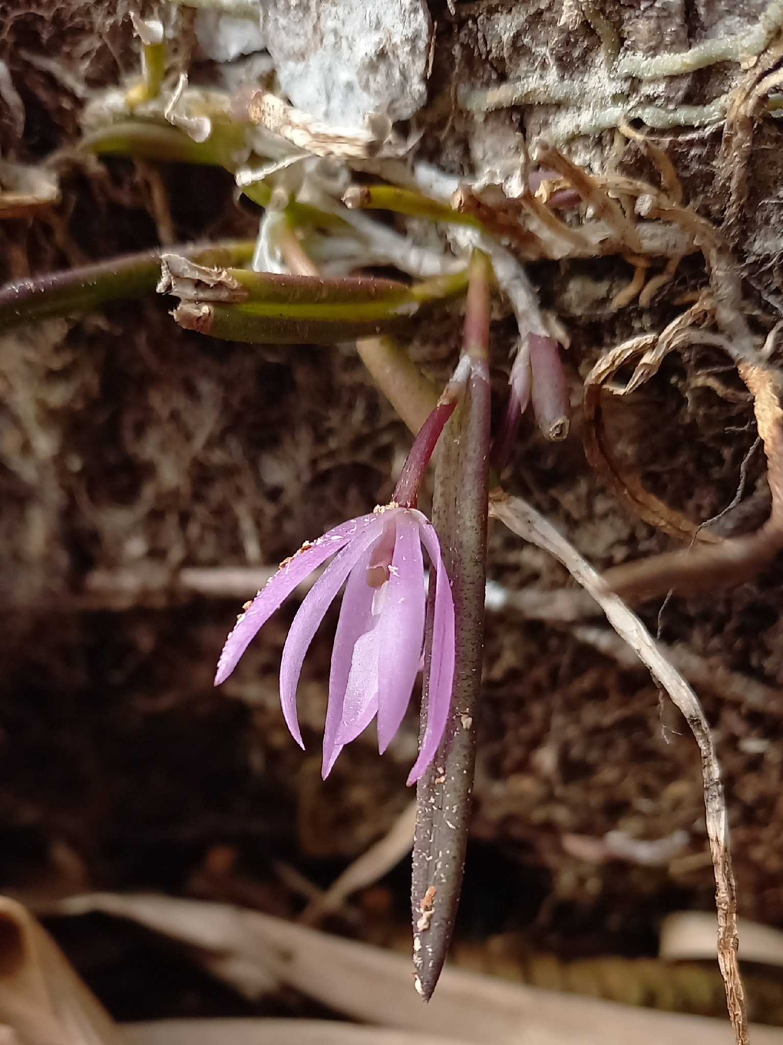 Leptotes unicolor