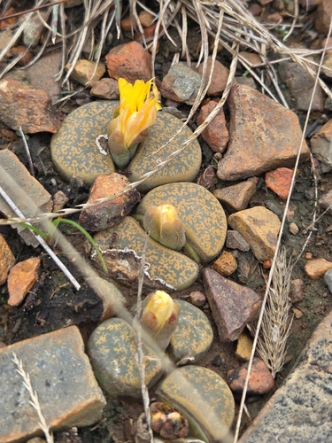 Lithops lesliei