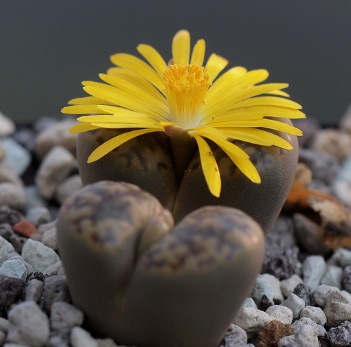 Lithops