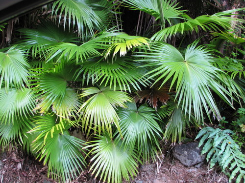 Livistona chinensis