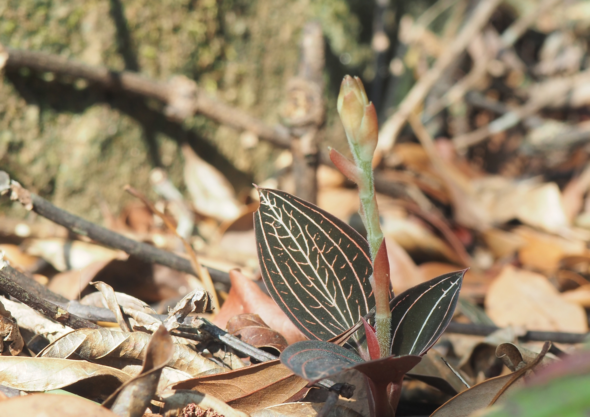 Ludisia discolor