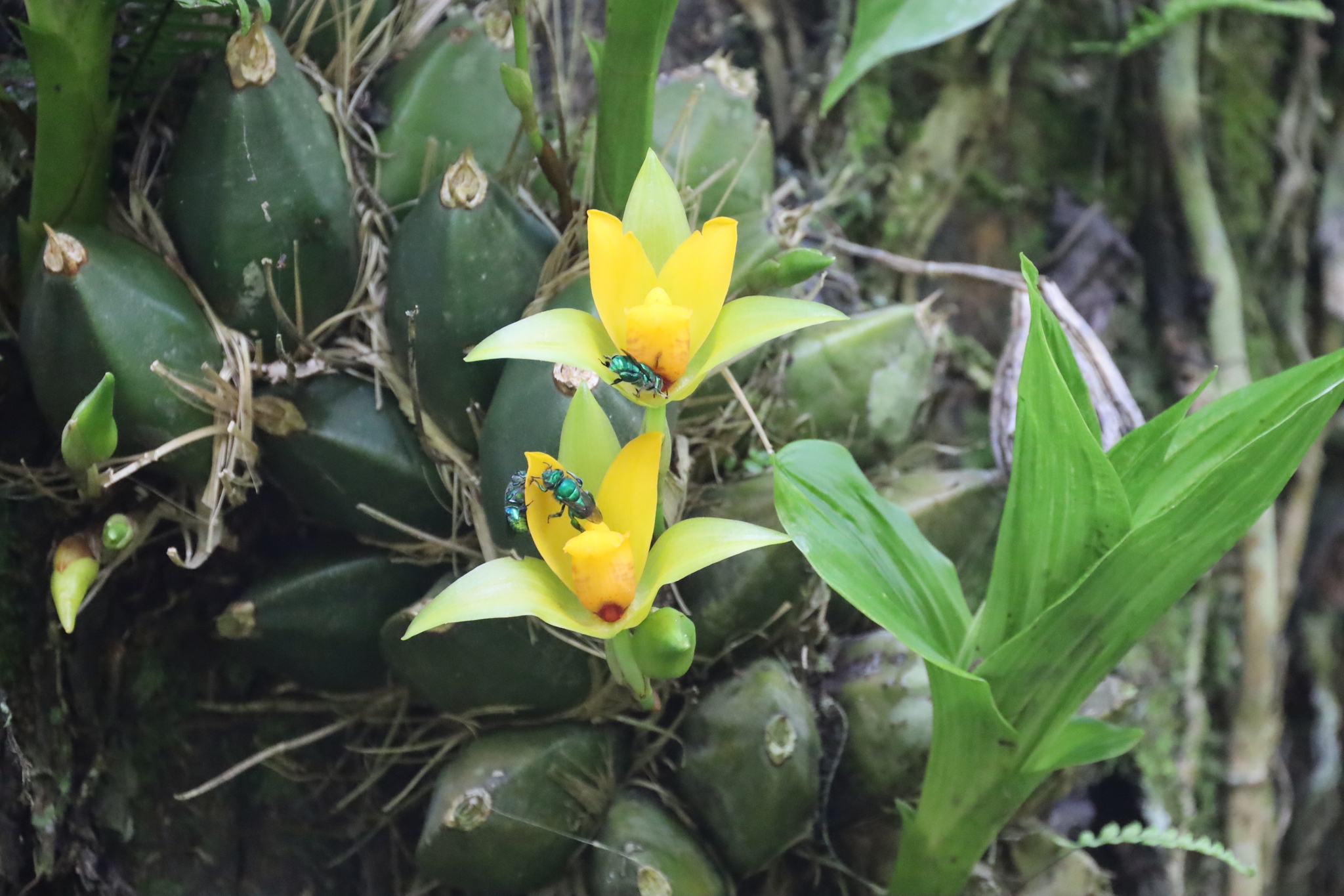 Lycaste cruenta