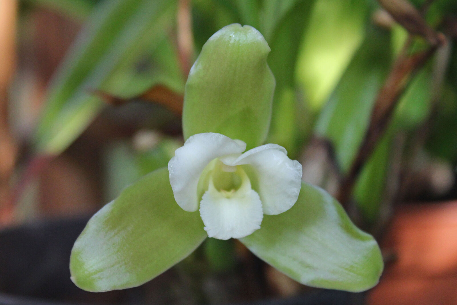 Lycaste