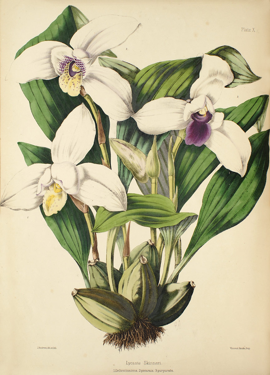 Lycaste skinneri