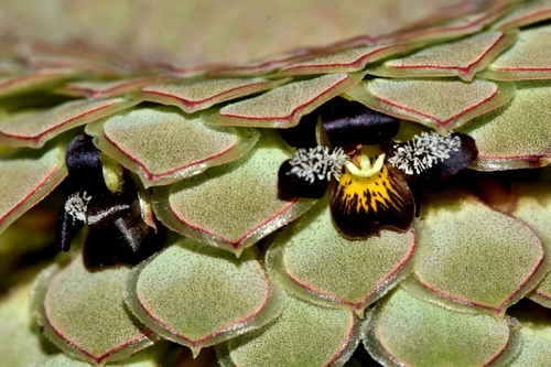 Malpighiales