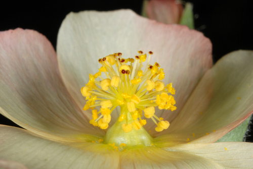Malvaceae