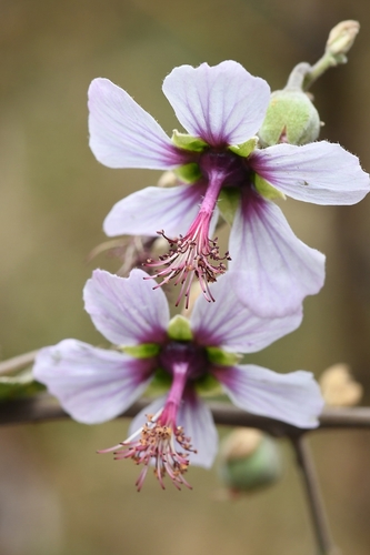 Malvoideae