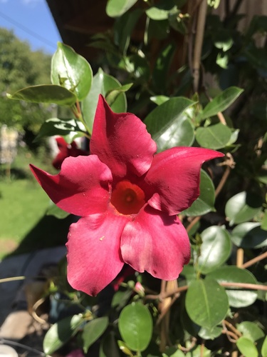 Mandevilla sanderi