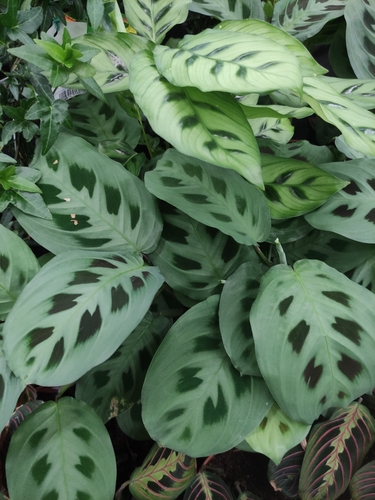 Maranta leuconeura