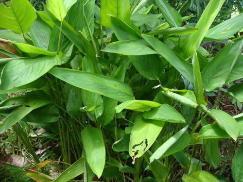 Maranta