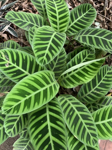 Marantaceae
