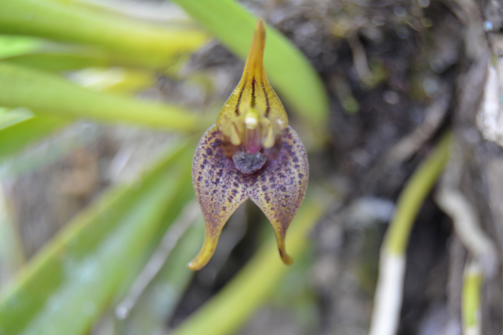Masdevallia Marguerite