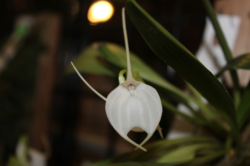 Masdevallia tovarensis
