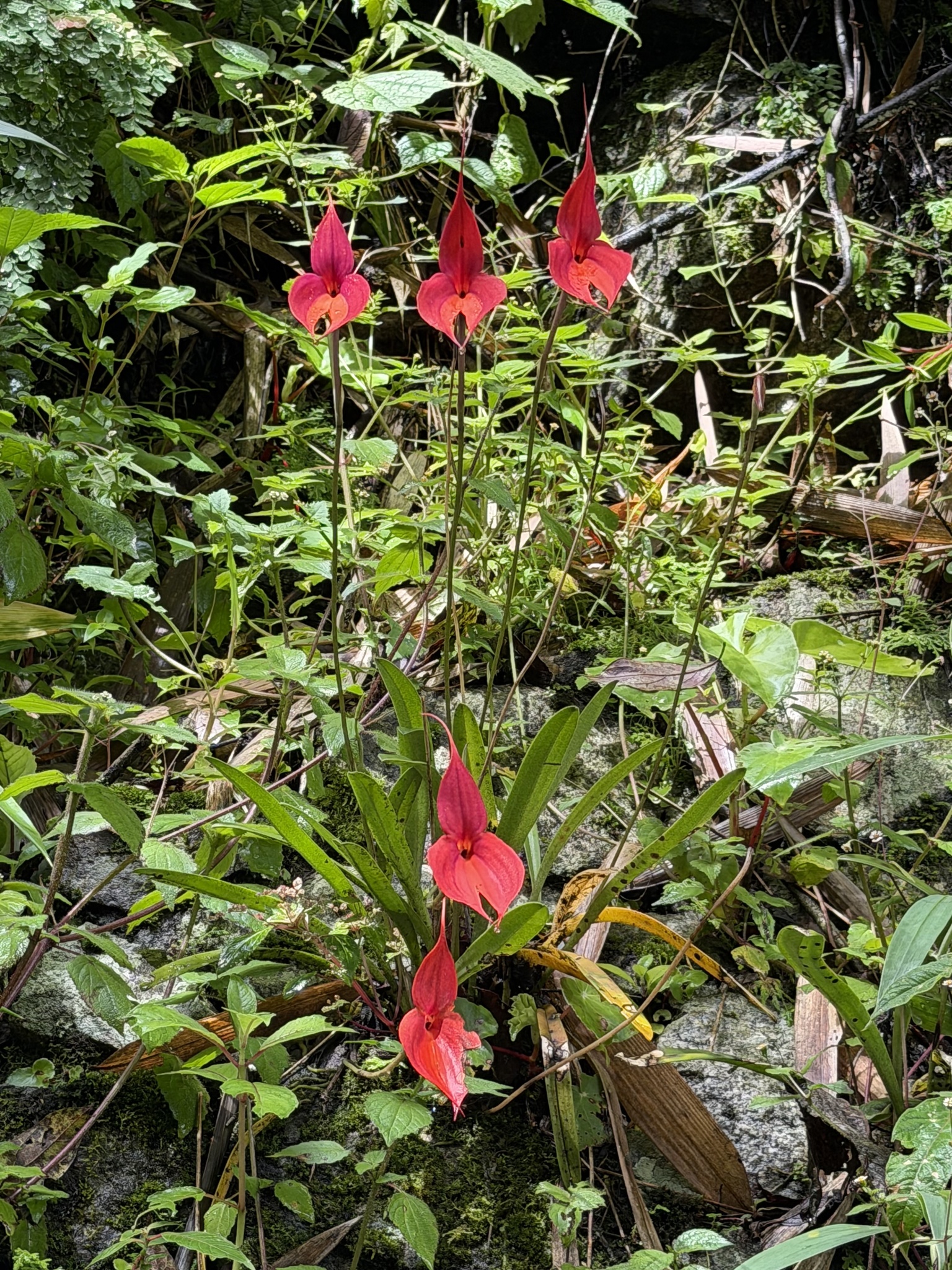 Masdevallia veitchiana