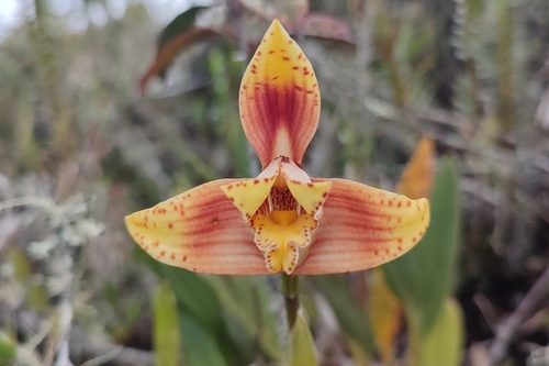 Maxillaria