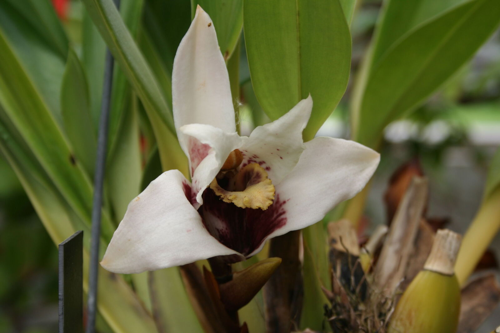 Maxillaria sanderiana