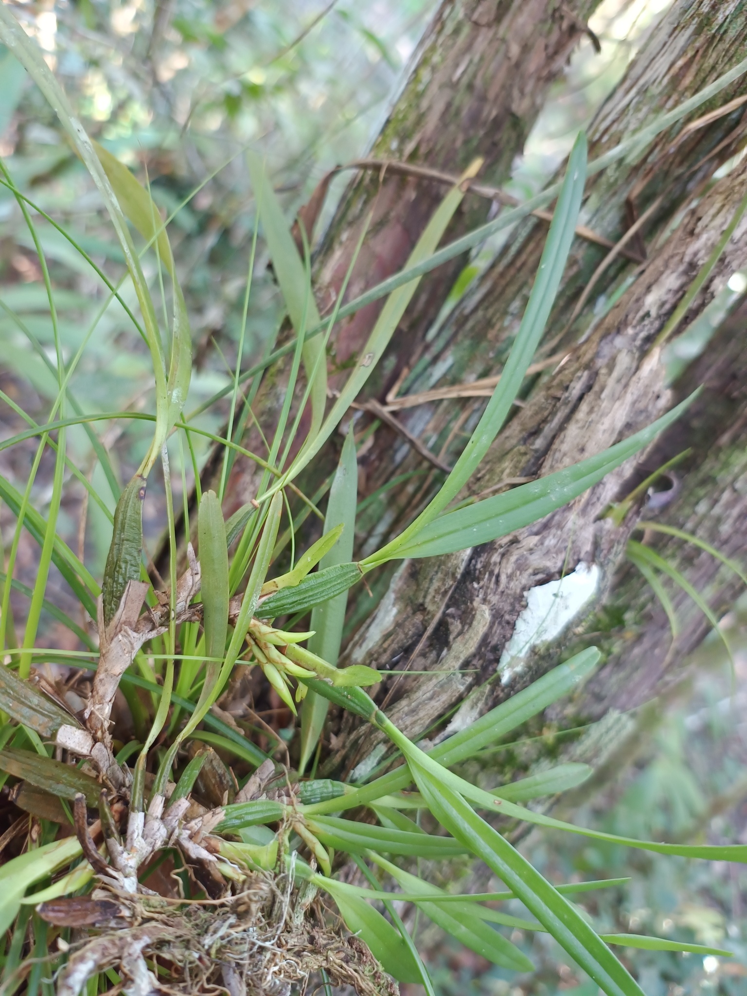 Maxillaria tenuifolia