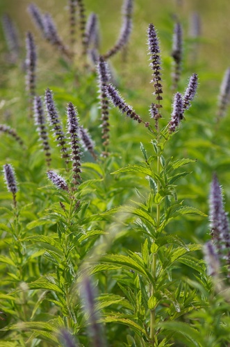 Mentha spicata