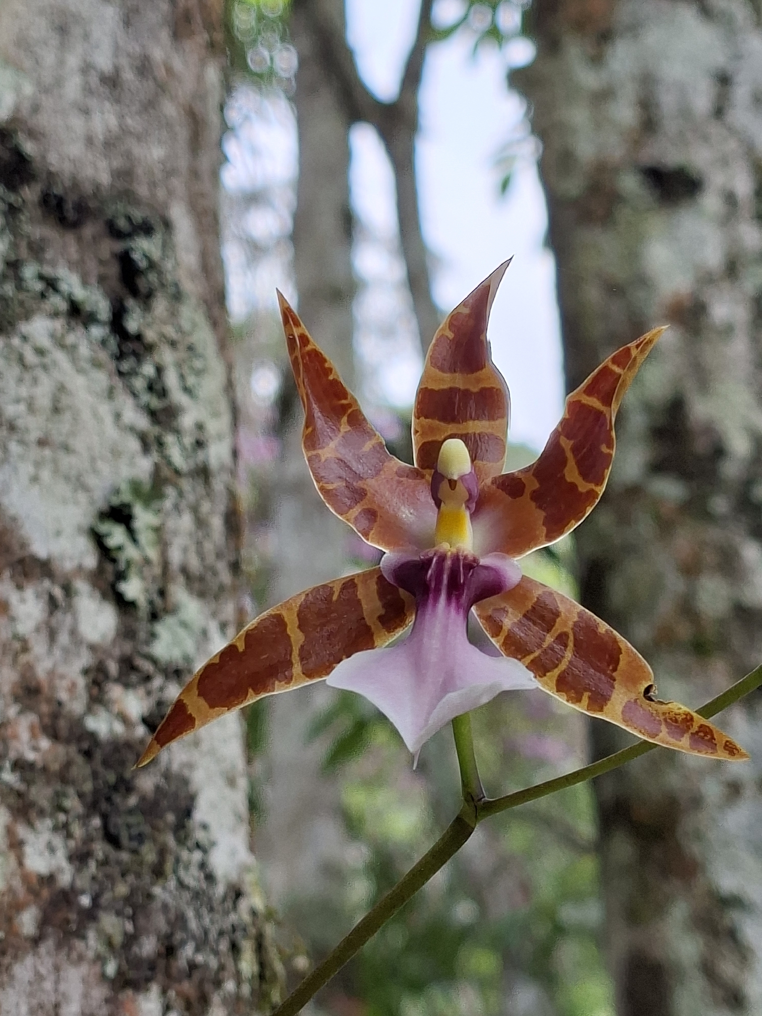 Miltonia clowesii