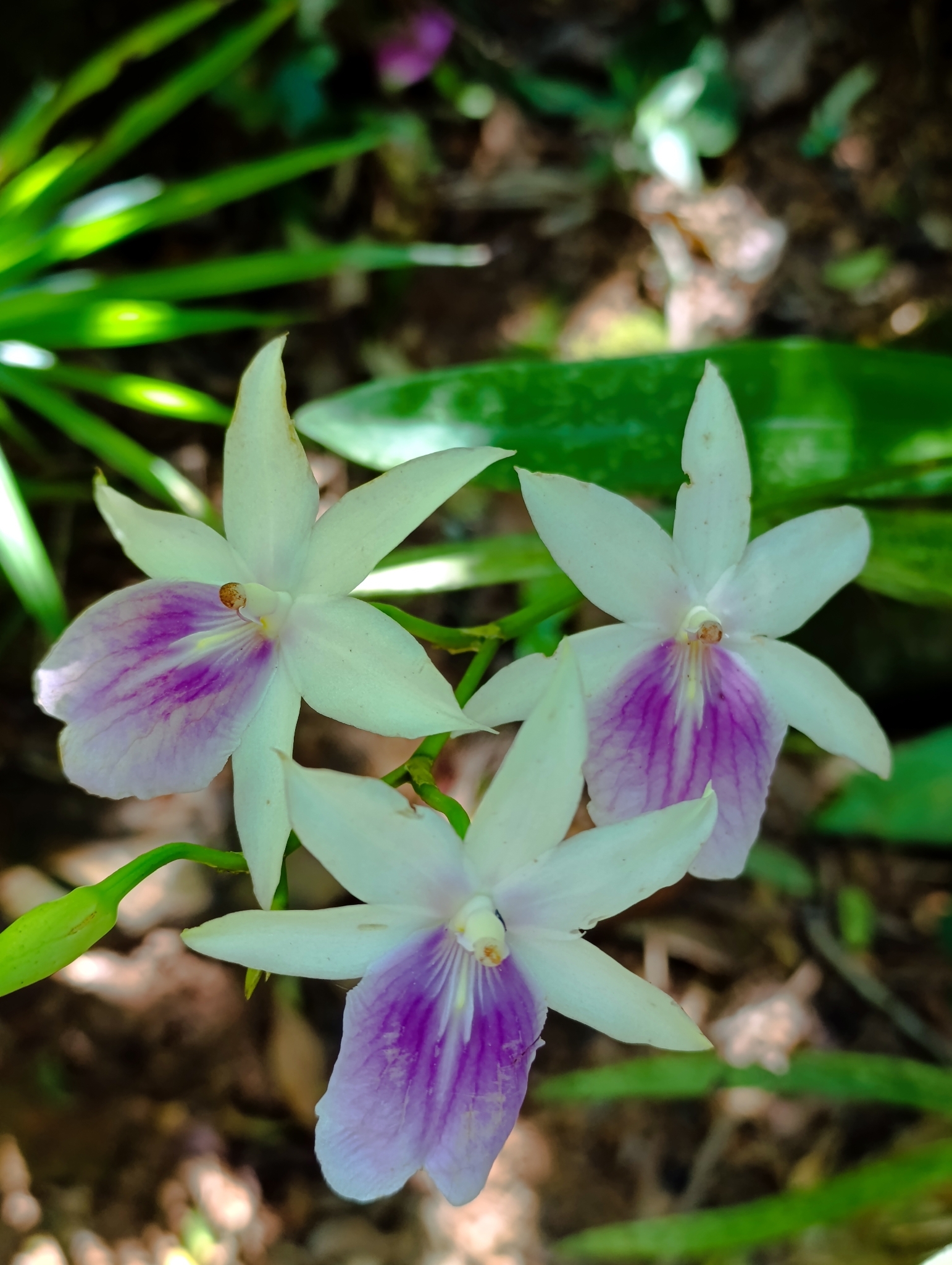Miltonia regnellii