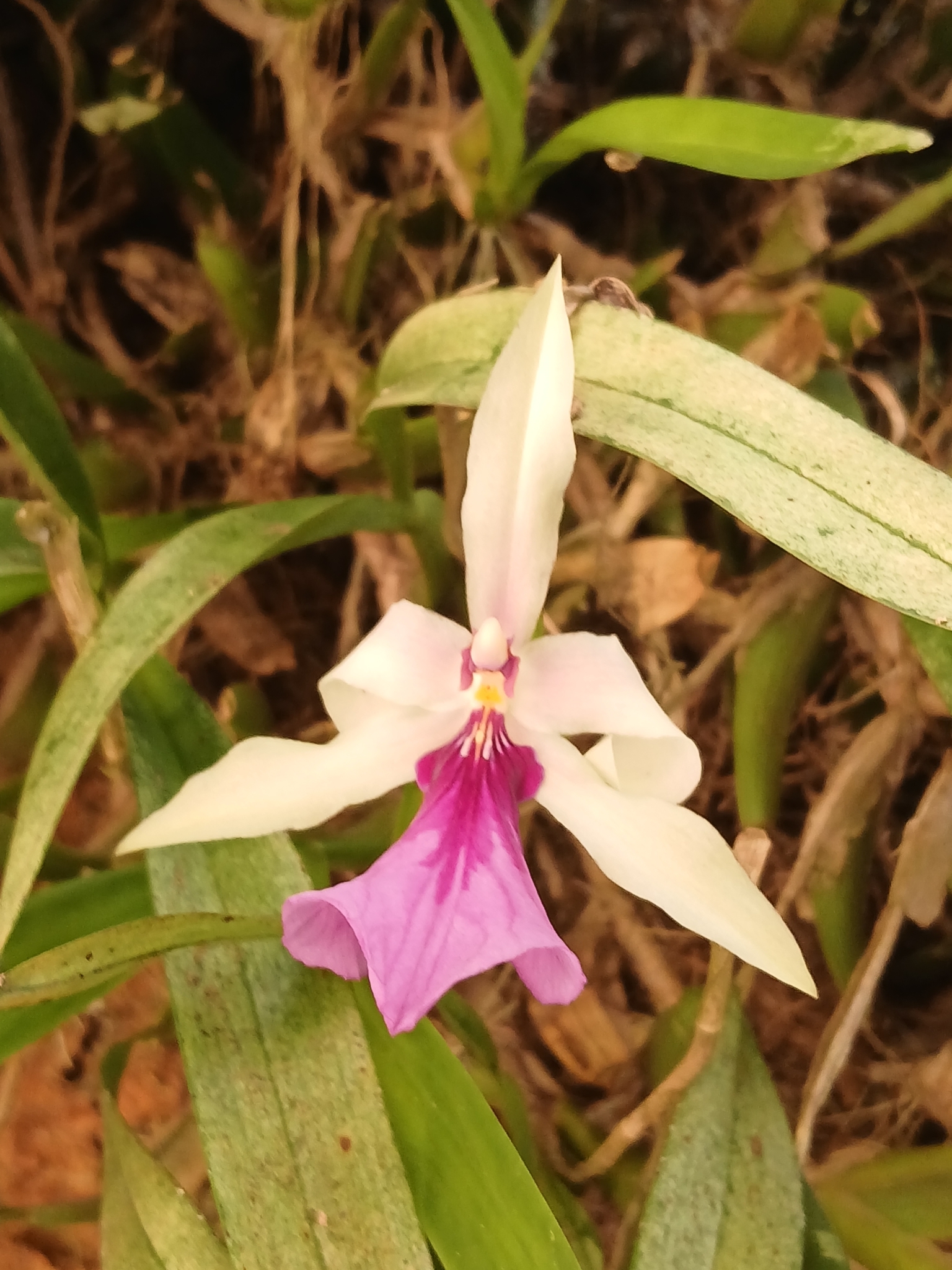 Miltonia spectabilis